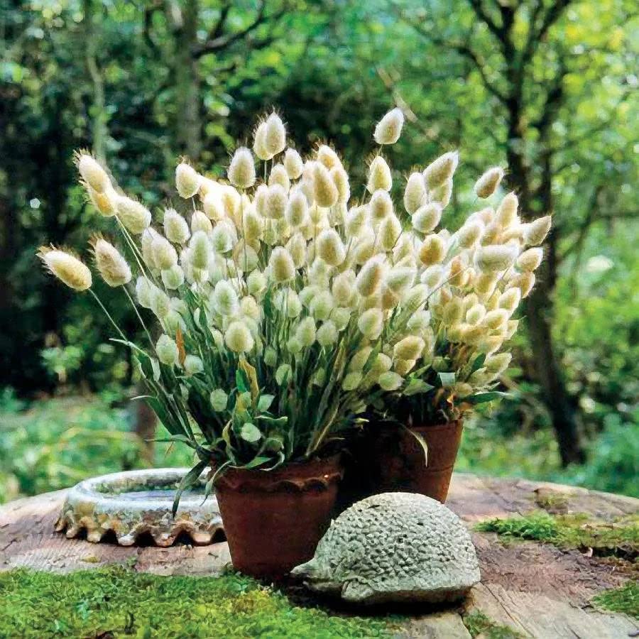 Bunny Tails Grass Lagurus ovatus for planting in flower garden