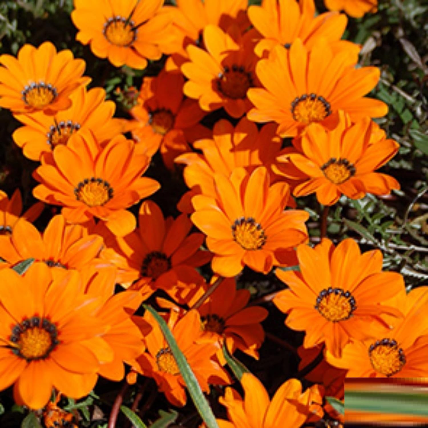 African Daisy Dimorphotheca aurantiaca for planting in home garden