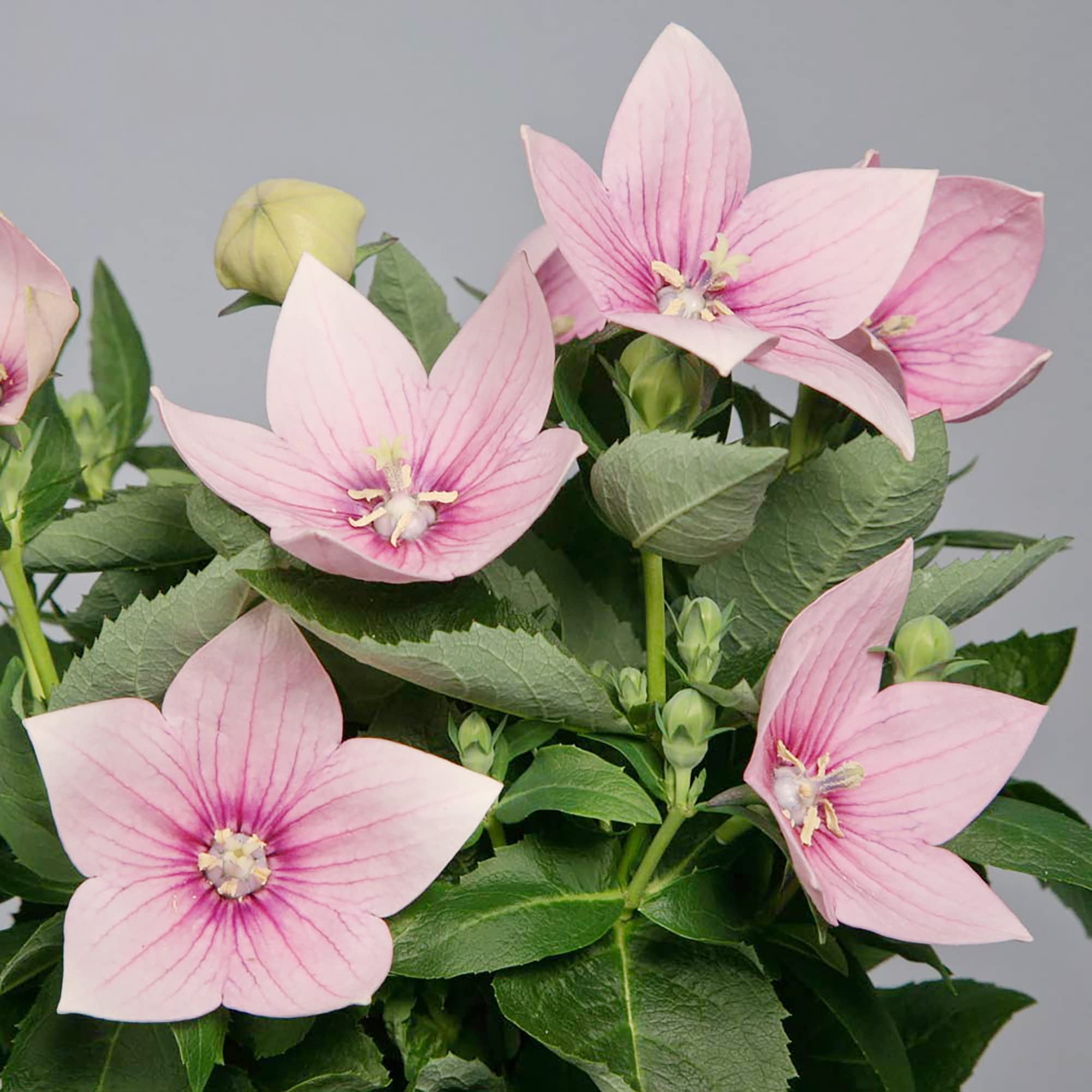 Balloon Flower Platycodon grandiflorus for cottage garden planting