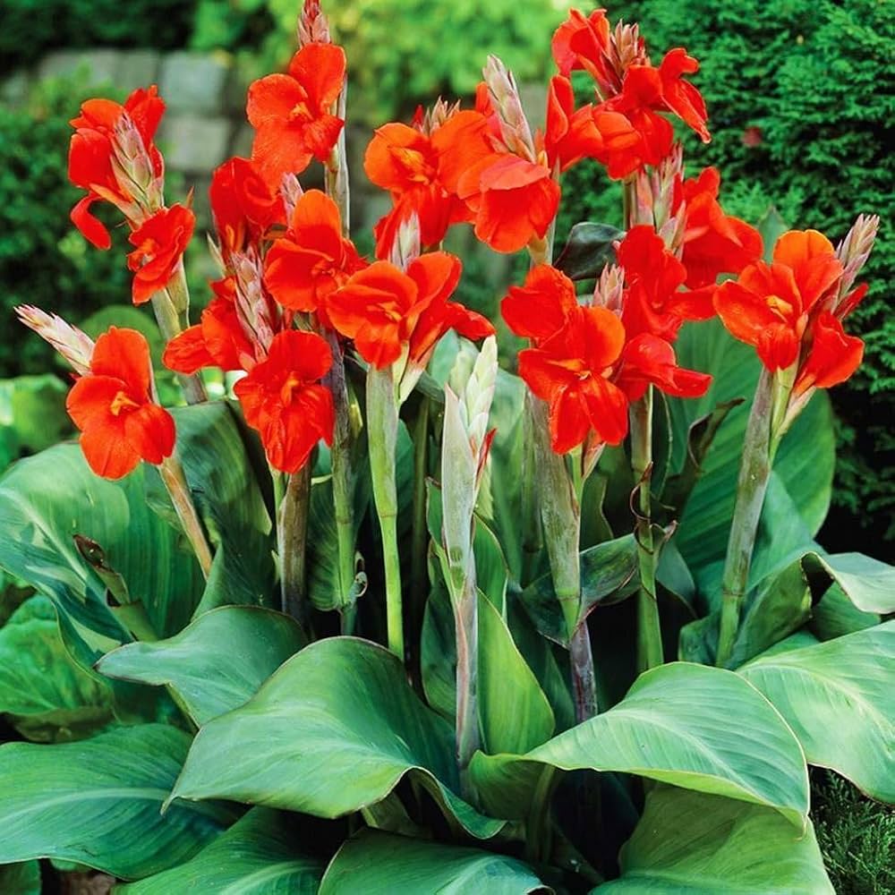 Canna Flower seeds for Planting - Fragrant Blossoms, Heirloom & GMO Free Seeds for Home Garden
 
 Sale seeds for planting in home garden