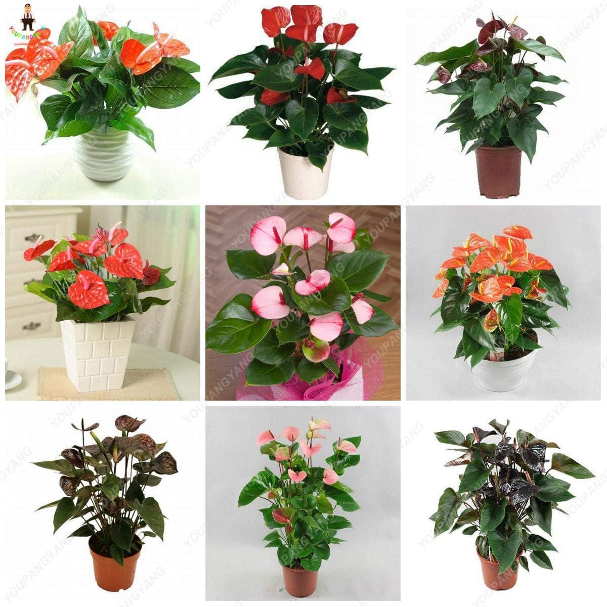 Mixed Anthurium Andraeanu Flower seeds for Planting - Perfect for Borders, Heirloom & GMO Free Seeds for Home Garden
 
 Sale seeds for home garden