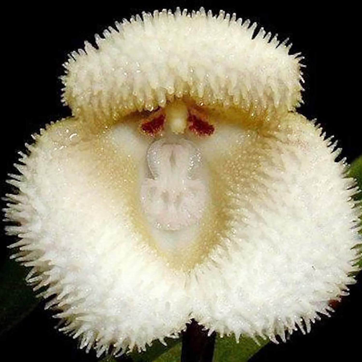 Monkey Face Orchid Flower Seeds Dracula Simia Perennial Non-Gmo Fragrant Indoor Potted Plant Best