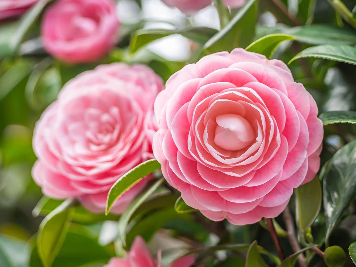 Camellia Japonica Flower seeds for Planting - Fragrant Blossoms, Heirloom & GMO Free Seeds for Home Garden
 
 Sale seeds for planting in home garden