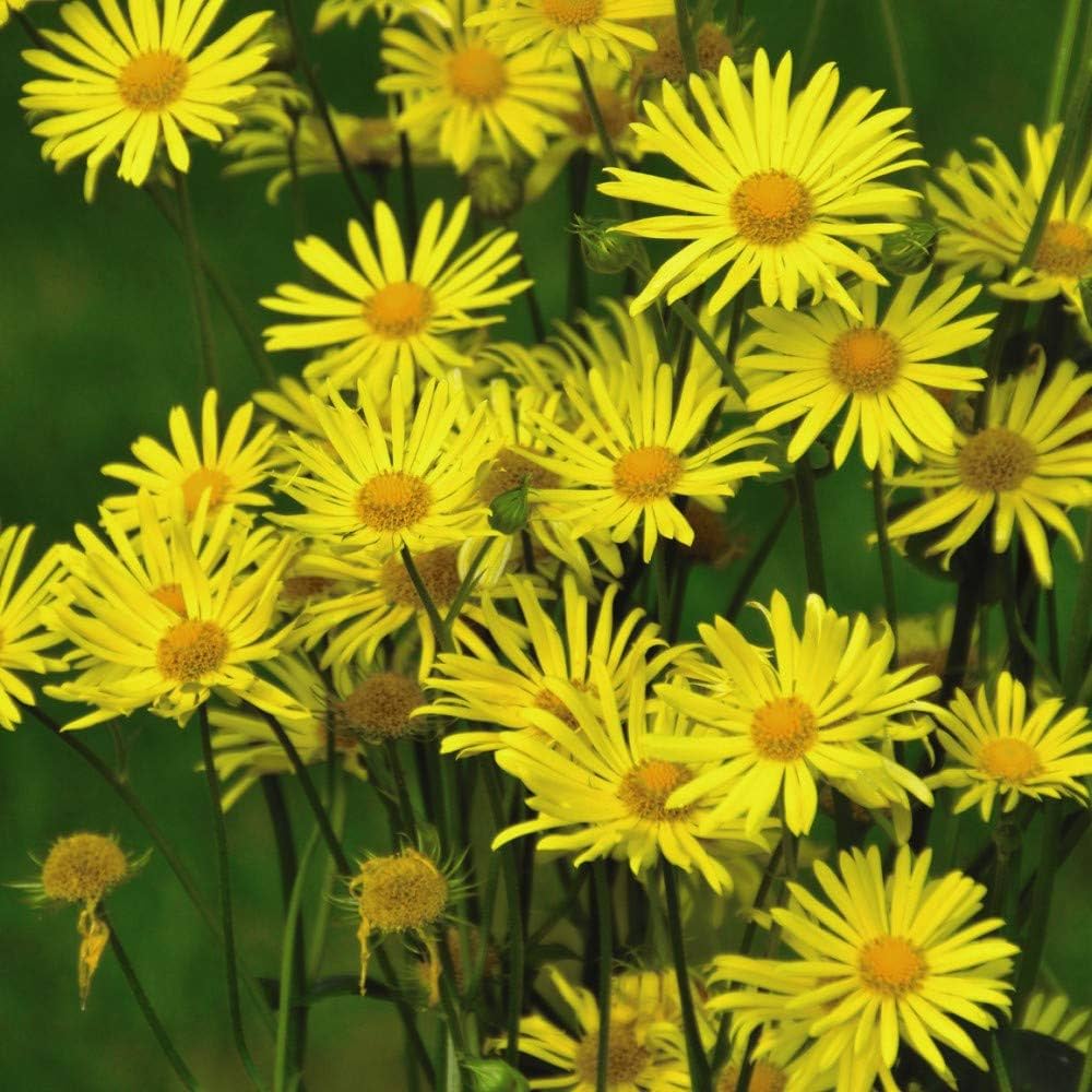 Doronicum Doronicum orientale for planting in shaded flower bed