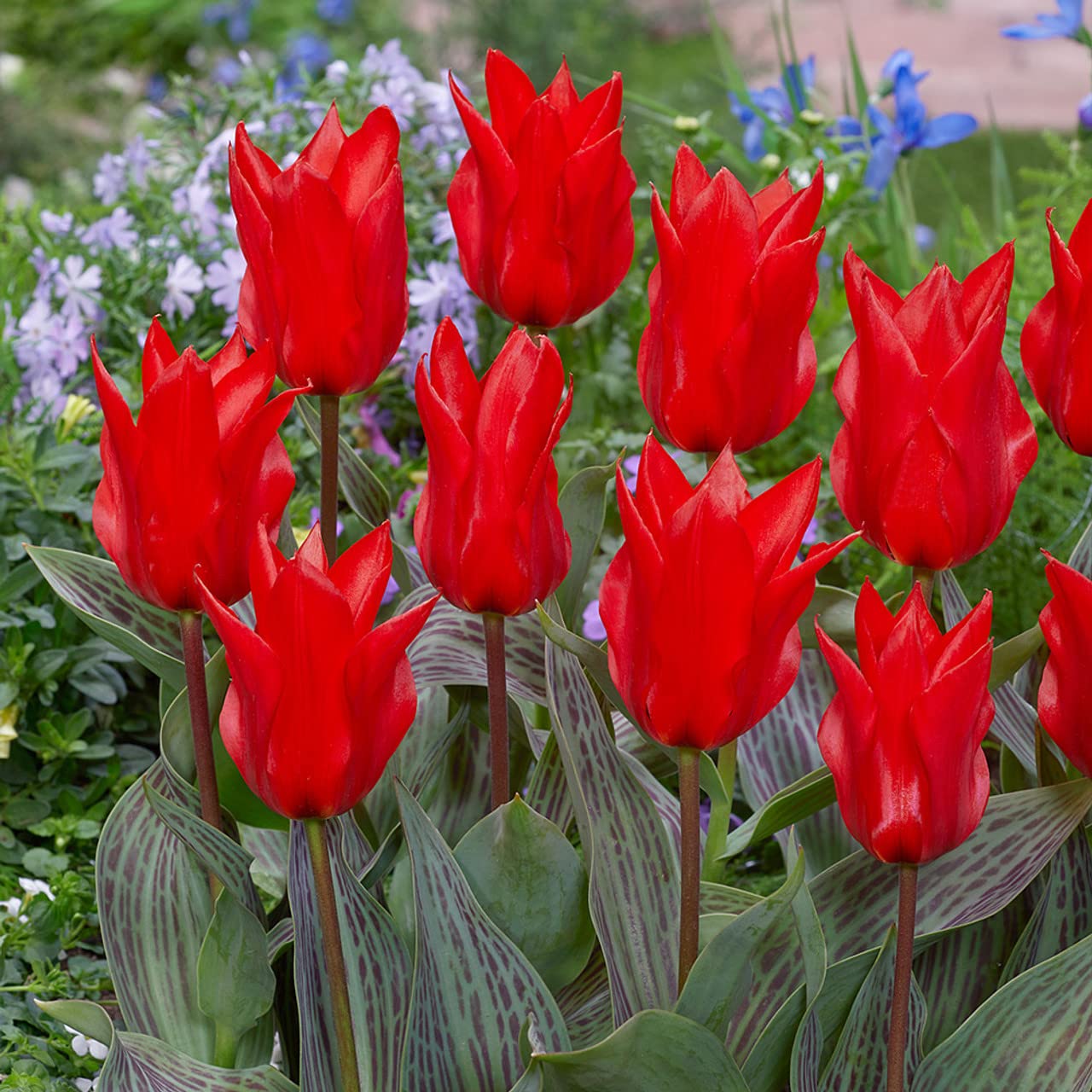 Tulips Red for planting in home garden