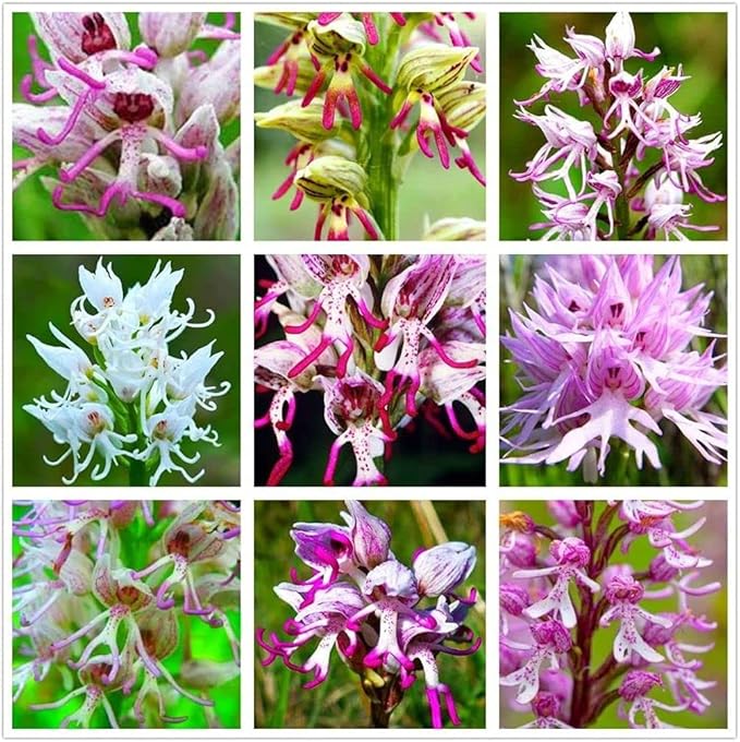 Mann Orchid Cymbidium spp. for planting in flower bed