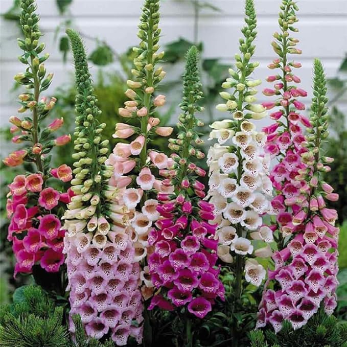 Digitalis Foxglove Flower Mix seeds for beautiful blooms