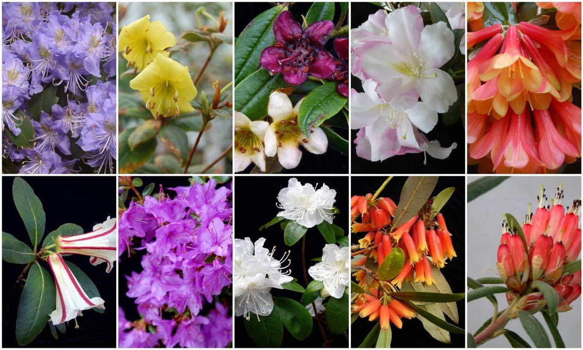 Rhododendron Flower seeds for Planting - Garden Favorite, Heirloom & GMO Free Seeds for Home Garden
 
 Sale for planting in home garden.