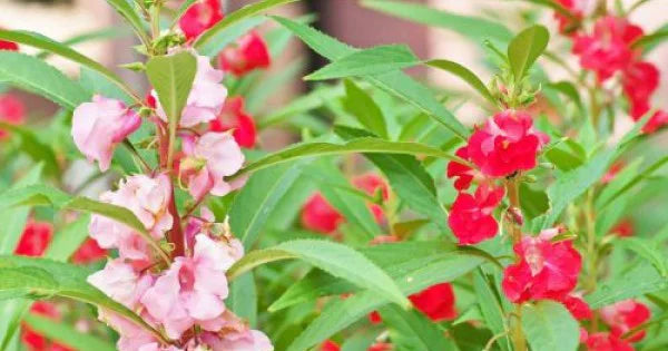 Pale Pink Balsam Camellia Flower Seeds - Ideal For Planting