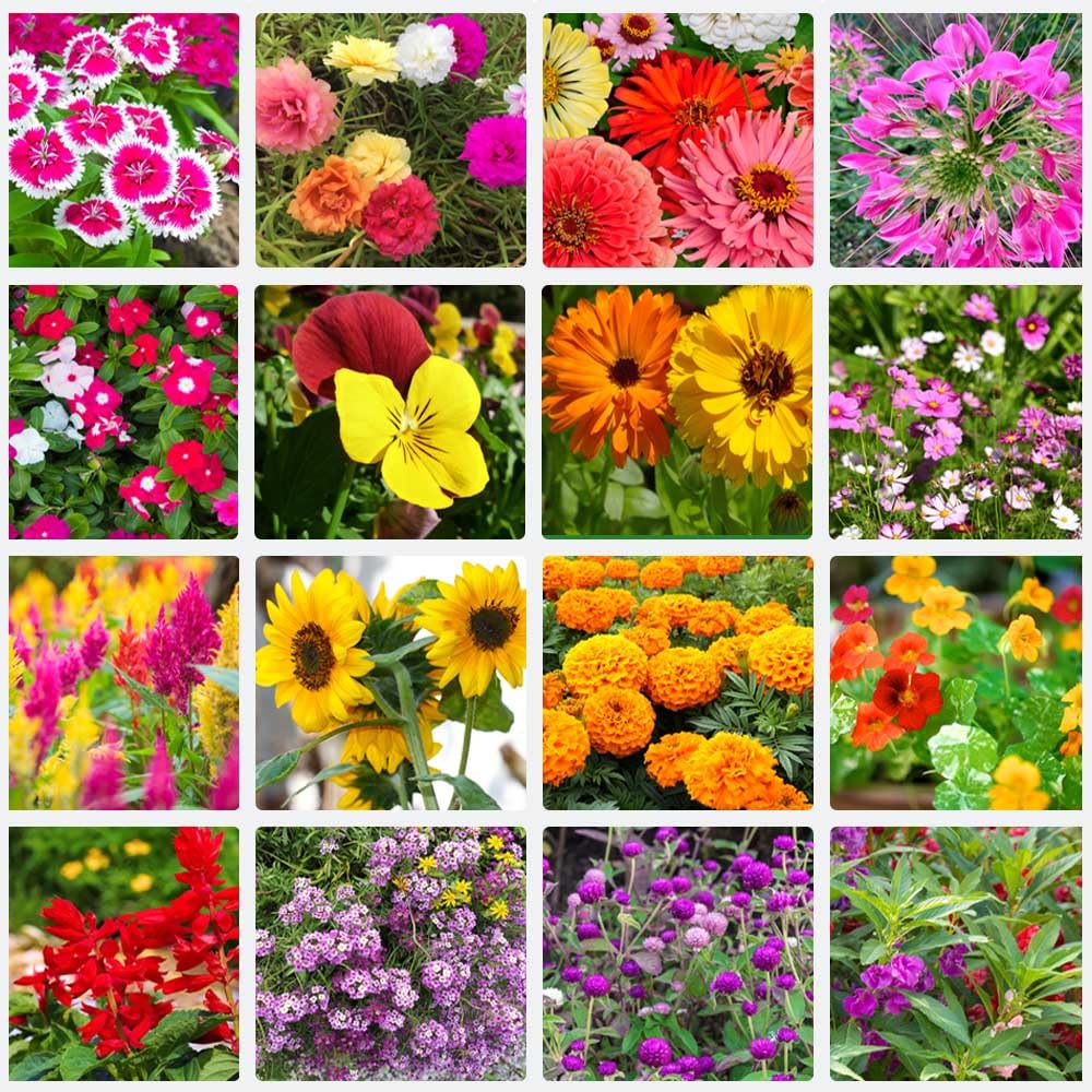 Summer Flower Seeds Planting Vibrant