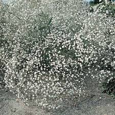 Gypsophila Snowflake Seeds For Planting