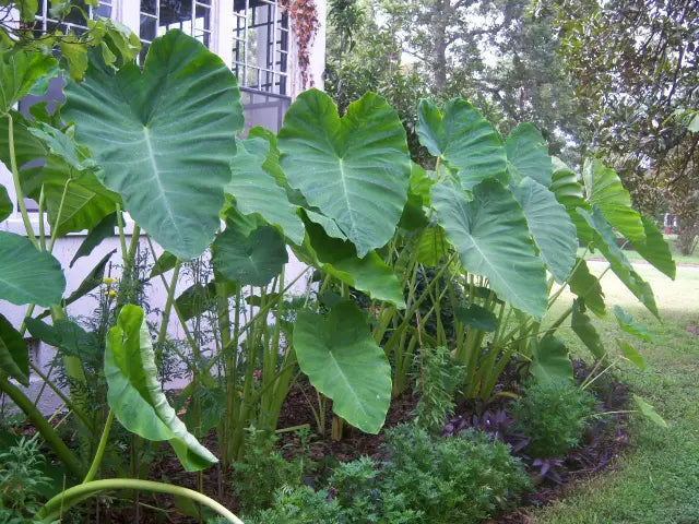 Colocasia (Colocasia Elephant) seeds for planting in home garden