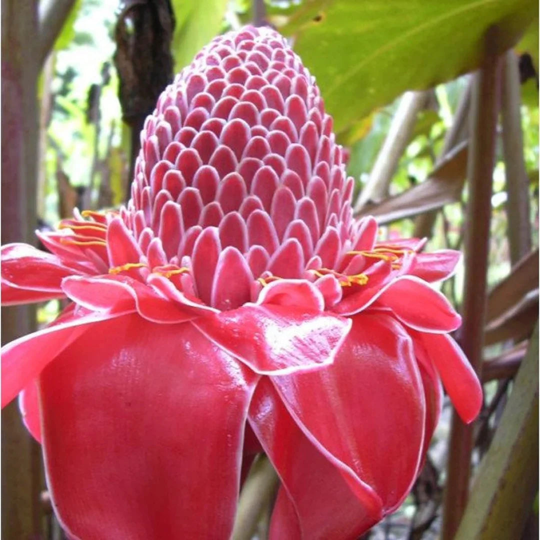 Etlingera Elatior Mixed Colour Seeds For Vibrant Garden Planting