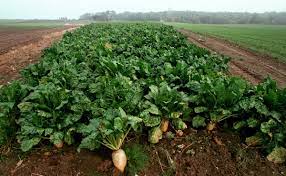 Sugar Beet Heirloom Vegetable Seeds Seeds