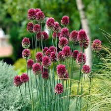 Sphaerocephalon Flower Seeds for Vibrant Garden Displays - Seeds for Eye-Catching Blooms in Your Outdoor Space