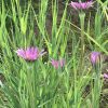 Salsify Edible Planting Flower Seeds