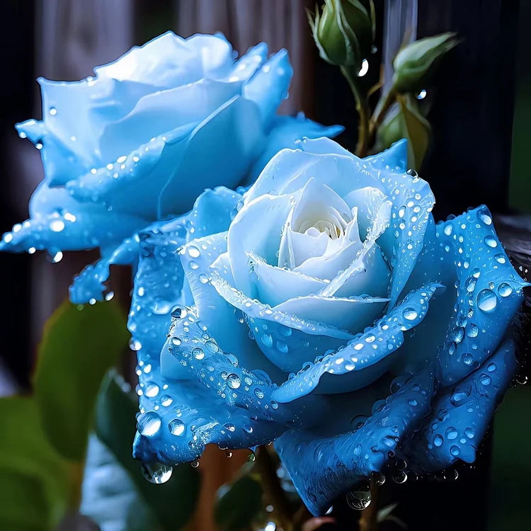 Ice Blue Rose Flower seeds for Planting - Cottage Garden Essential, Heirloom & GMO Free Seeds for Home Garden
 
 Sale for planting in home garden.