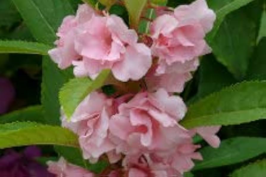 Pale Pink Balsam Camellia Flower Seeds - Ideal For Planting