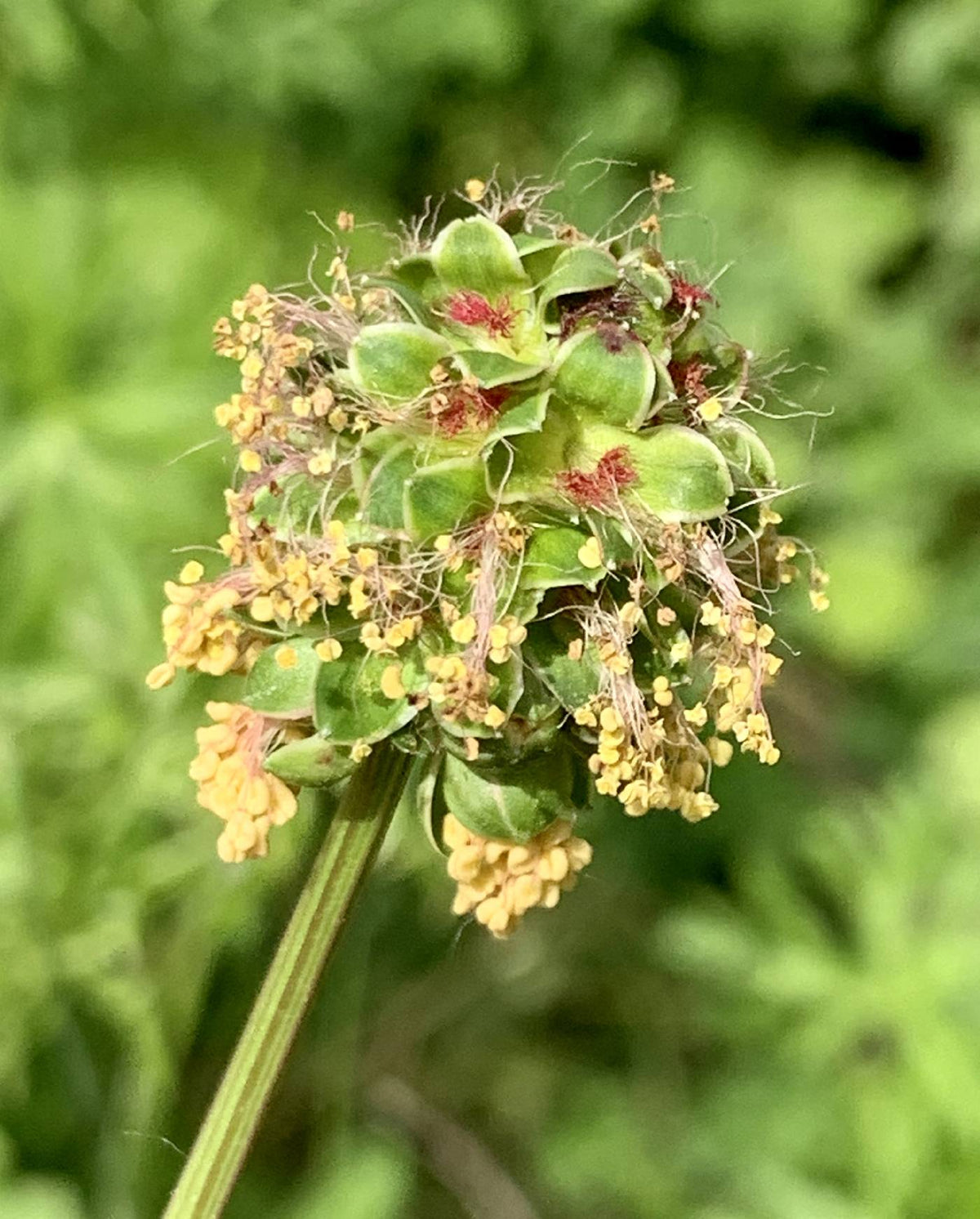 Sanguisorba (Sanguisorba Flower) seeds for planting in home garden