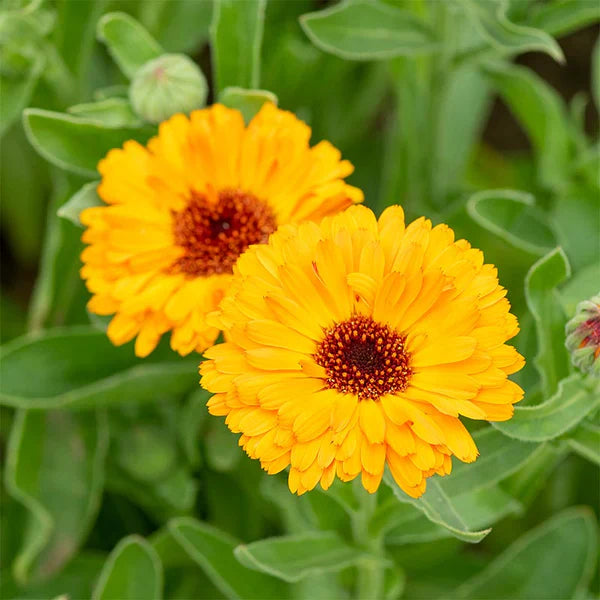 Calendula (Calendula Marigold) seeds for planting in home garden