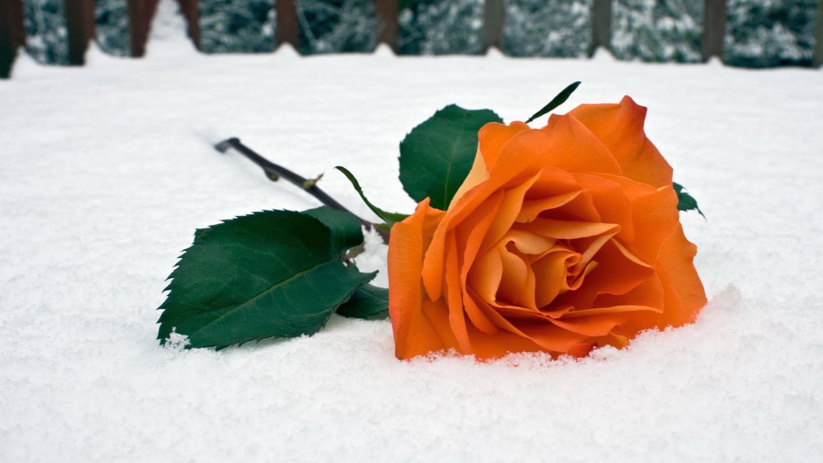 Vibrant Snow Rose Flower Seeds For Planting Orange Blooms In Colorful Settings