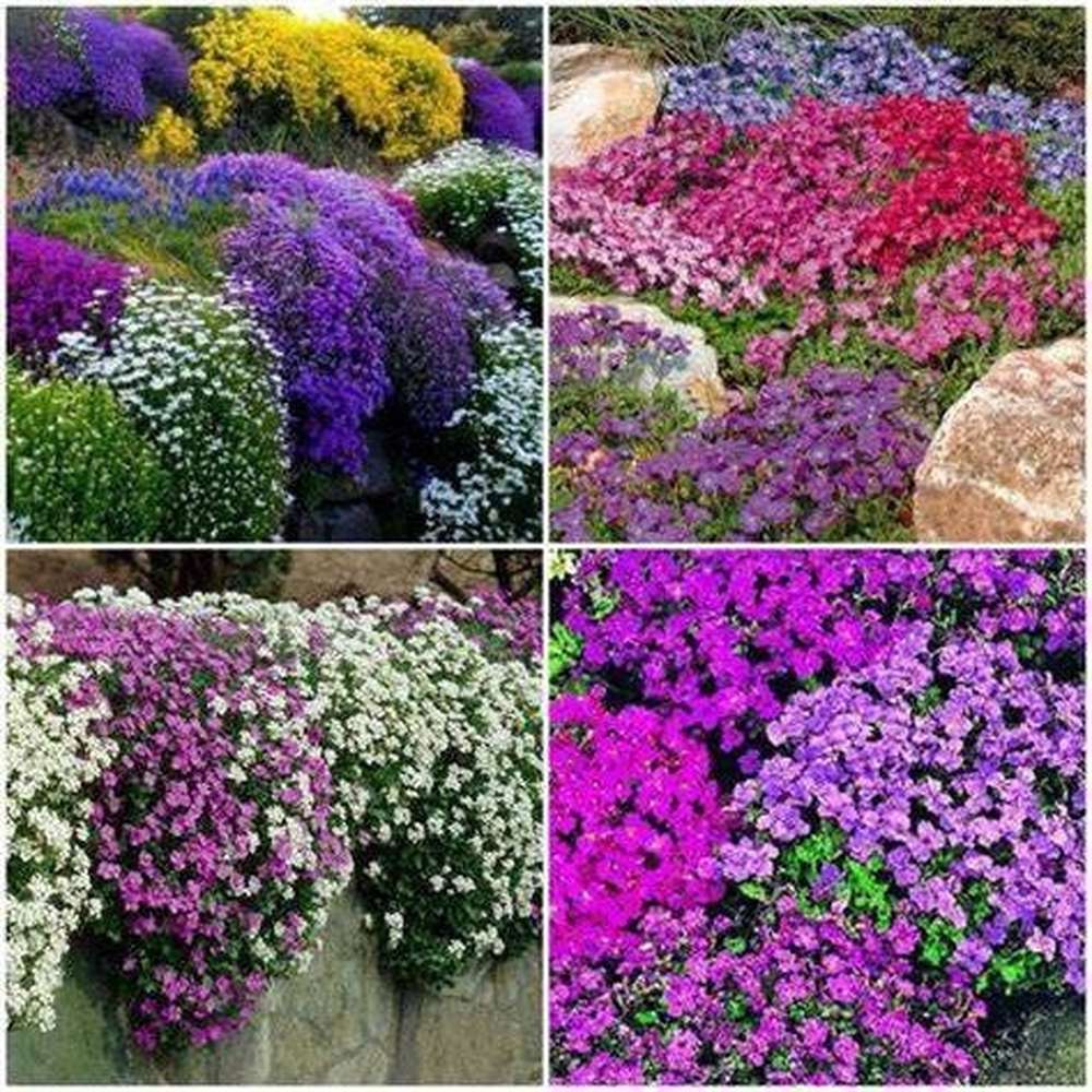 Rock Cress Plant Seeds Planting Hardy