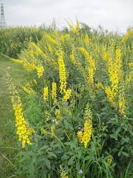 Yellow Smooth Rattlebox Plant Seeds Planting Unique