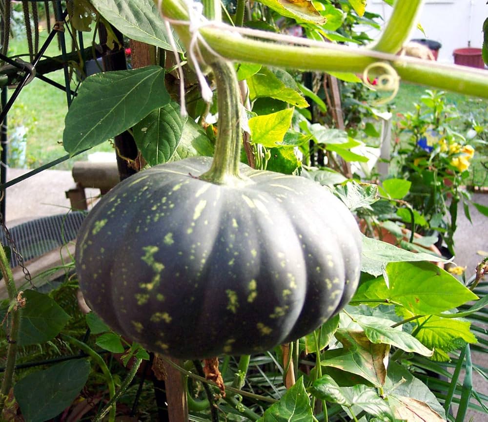 Black Pumpkin Seeds For Planting - Grow Delicious Vegetables