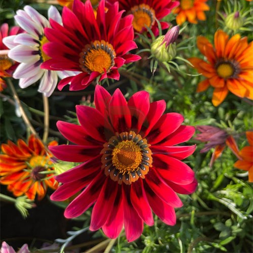 Siembra de semillas de flor Gazania roja