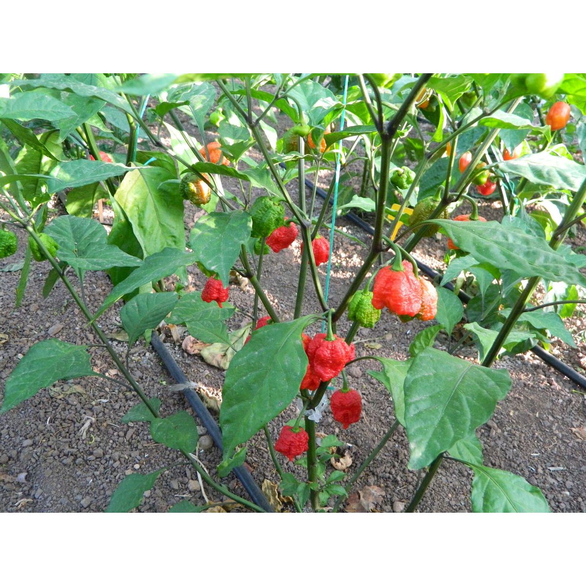 Breath Chilli Vegetable Seeds For Planting