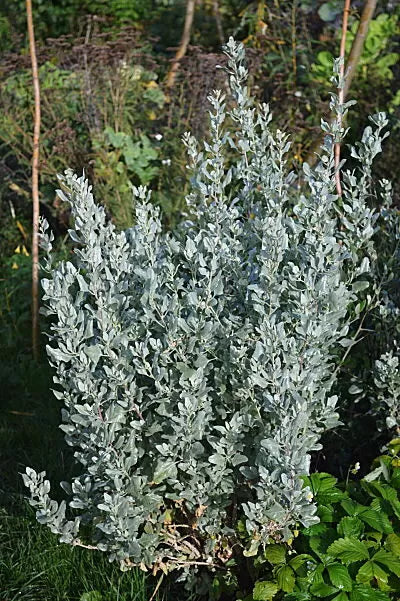 Saltbush Tree Seeds Planting Hardy