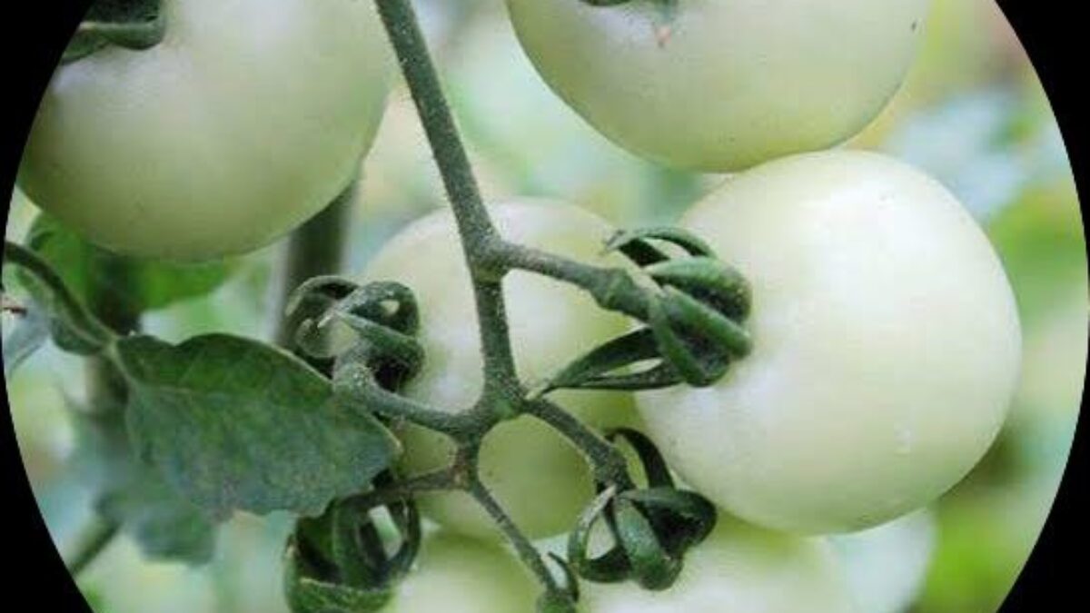 Green And White Tomato Seeds For Planting Vegetable Seeds