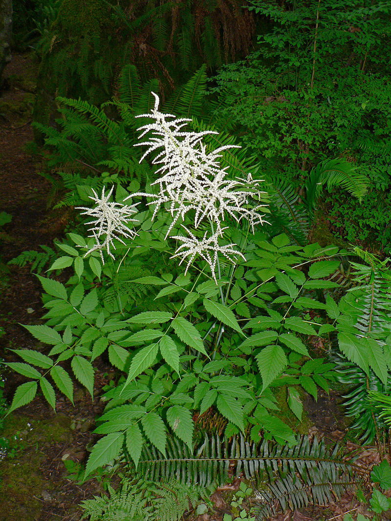 Aruncus Flower Seeds For Elegant Garden Planting