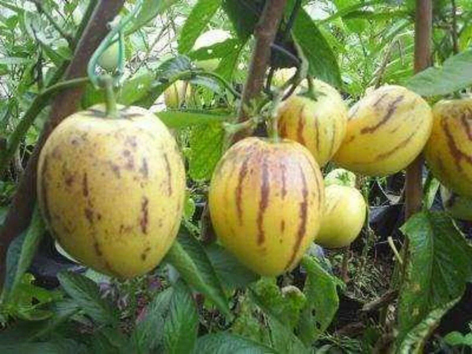 Solanum Muricatum Pear Fruit Seeds Planting