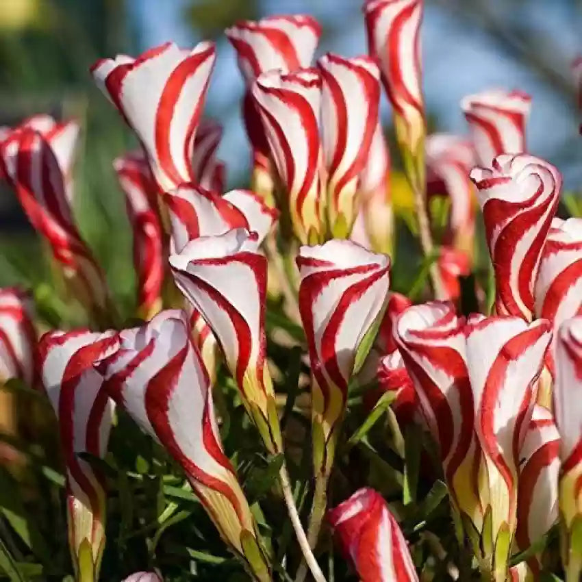 Oxalis White Red Seeds For Planting