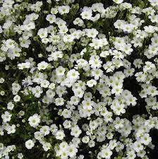 Avalanche Flower Seeds For Hardy Planting