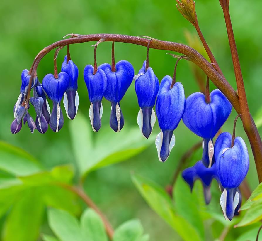 Blue Bleeding Heart Flower seeds for Planting - Long Bloom Season, Heirloom & GMO Free Seeds for Home Garden
 
 Sale for planting in home garden.