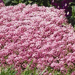 Alyssum Easter Bonnet Violet seeds for fragrant violet blooms