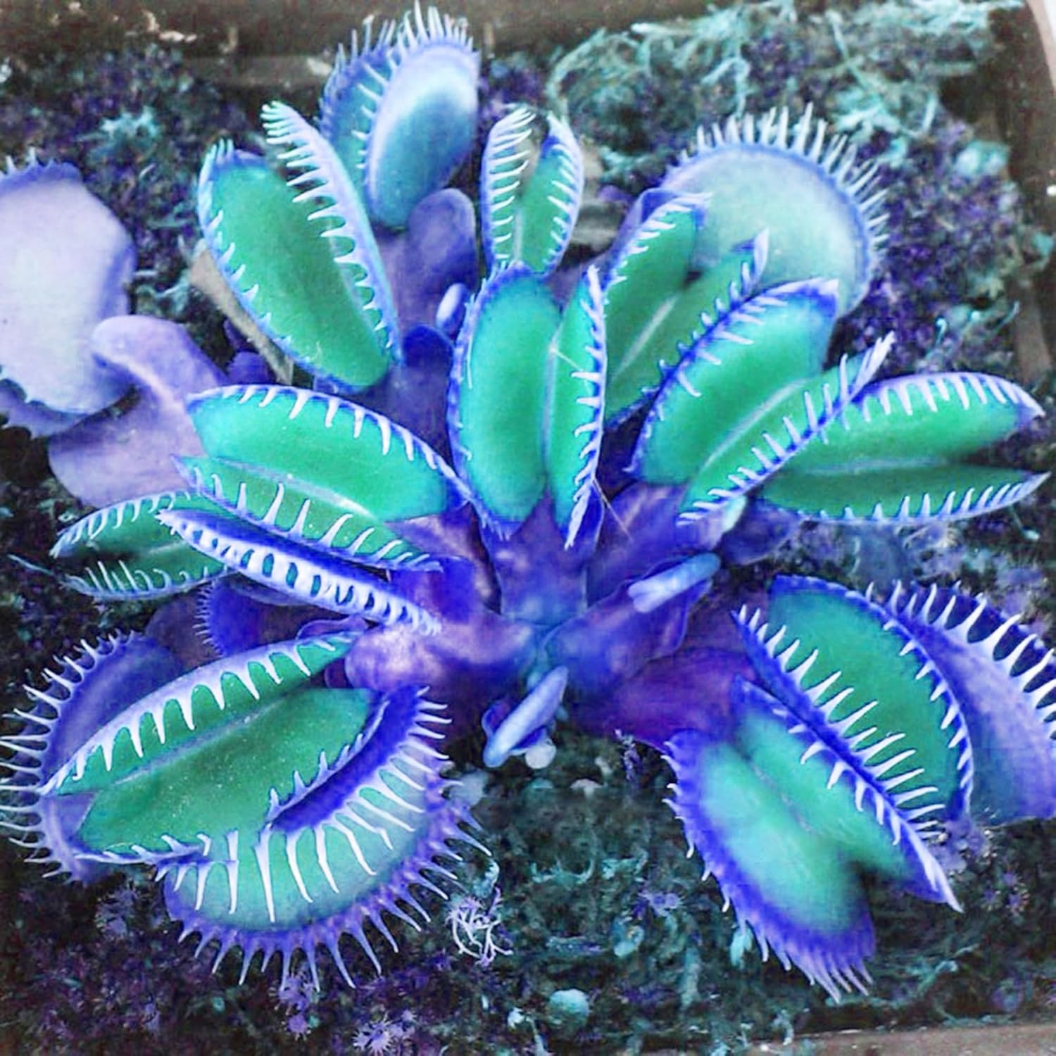 Blue Venus Flytrap Seeds Dionaea Muscipula Heat Tolerant Gmo Free Container Potted Outdoor Pond