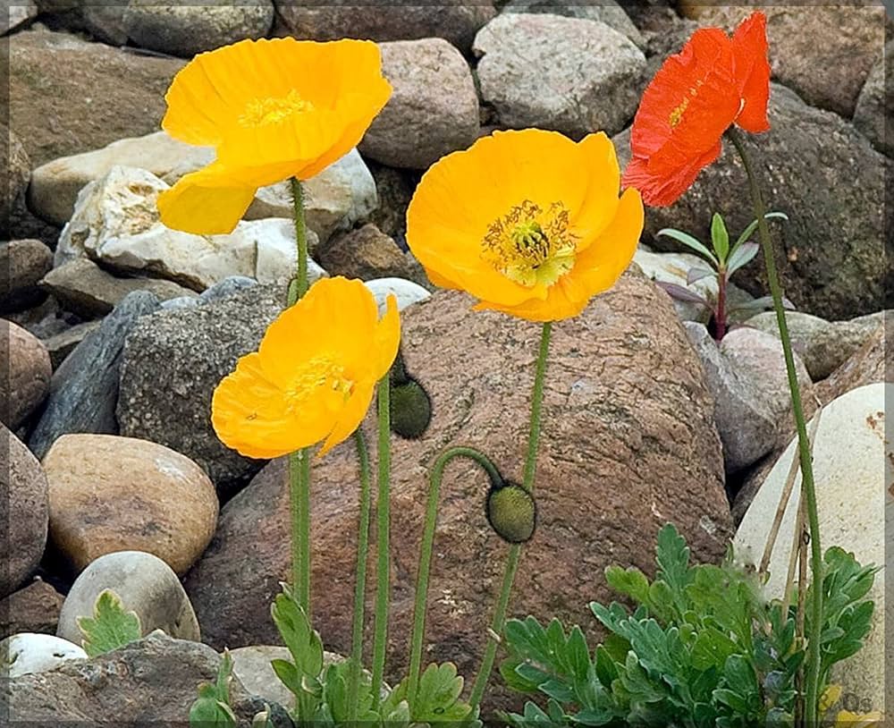 Iceland Poppy Mix Papaver nudicaule seeds for planting in flower beds