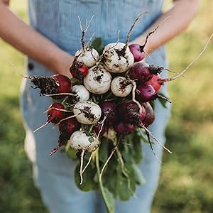 Easter Egg Radish seeds for colorful radishes