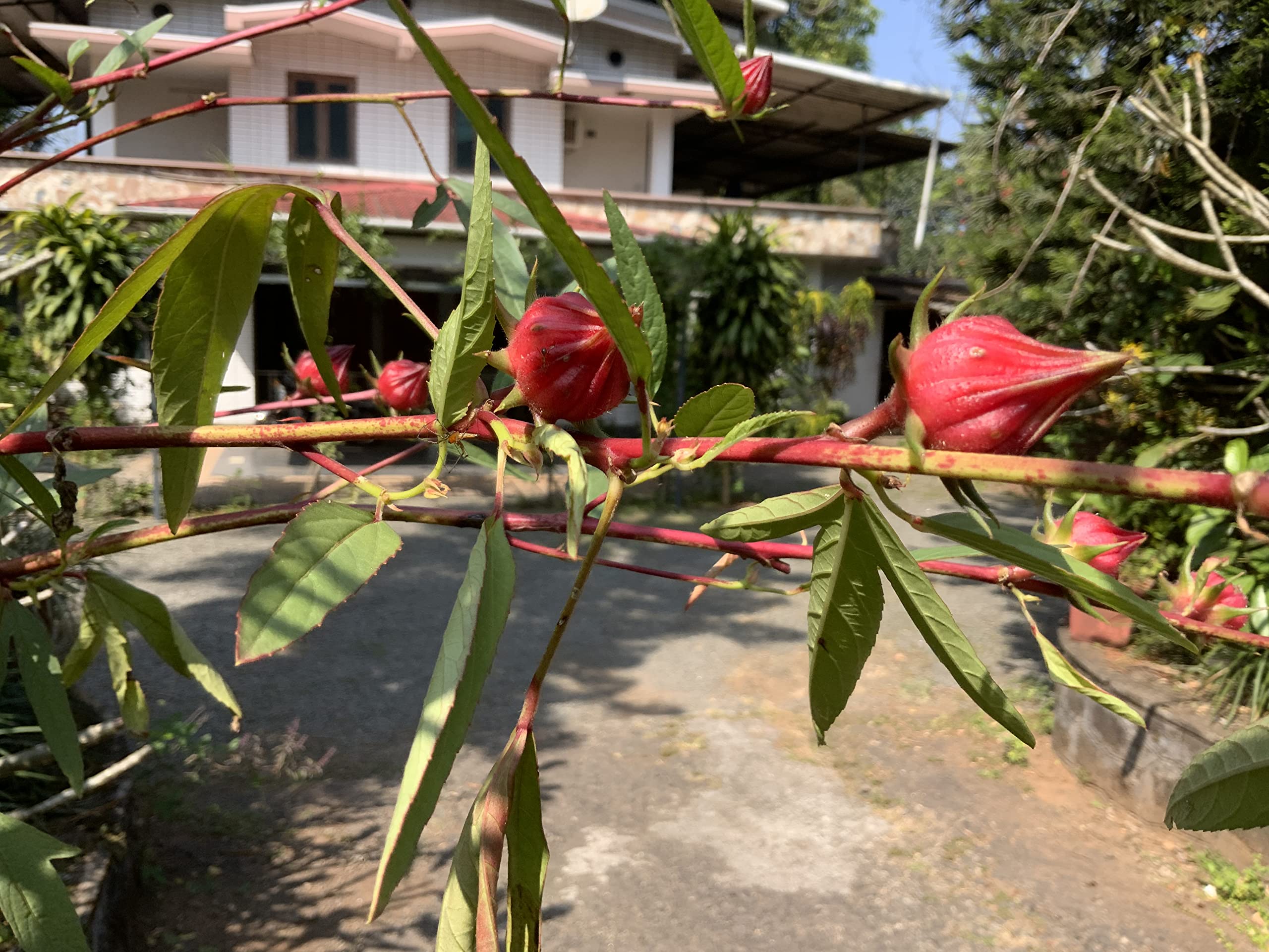 Hibiscus Sabdariffa Hibiscus sabdariffa for planting in herbal garden