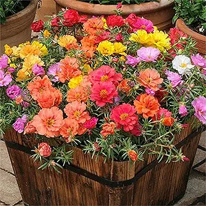 Rose Rosa spp for planting in flower bed