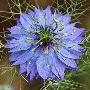 Delft Nigella Flower seeds for unique blooms
