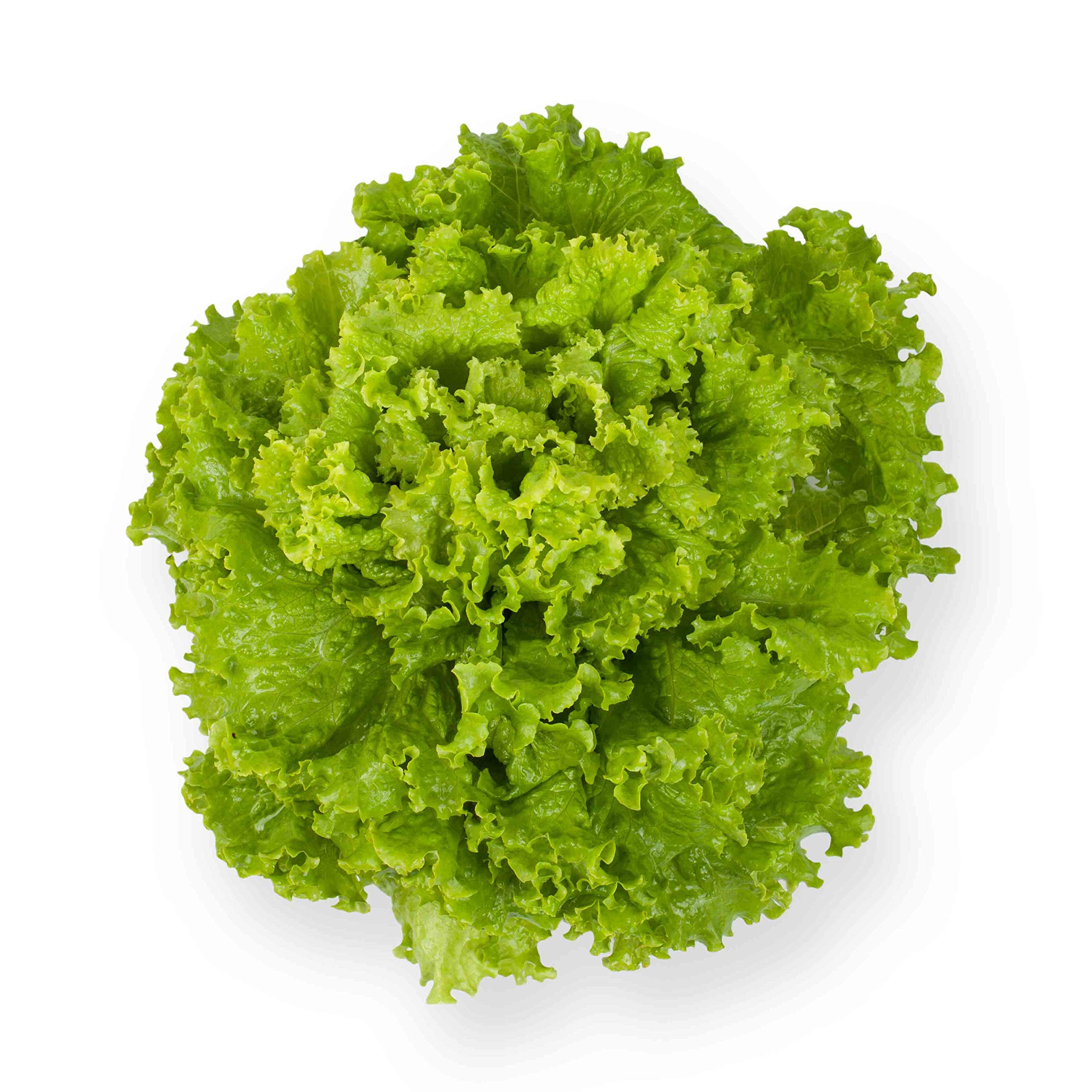 Lettuce Lactuca sativa for planting in vegetable patch