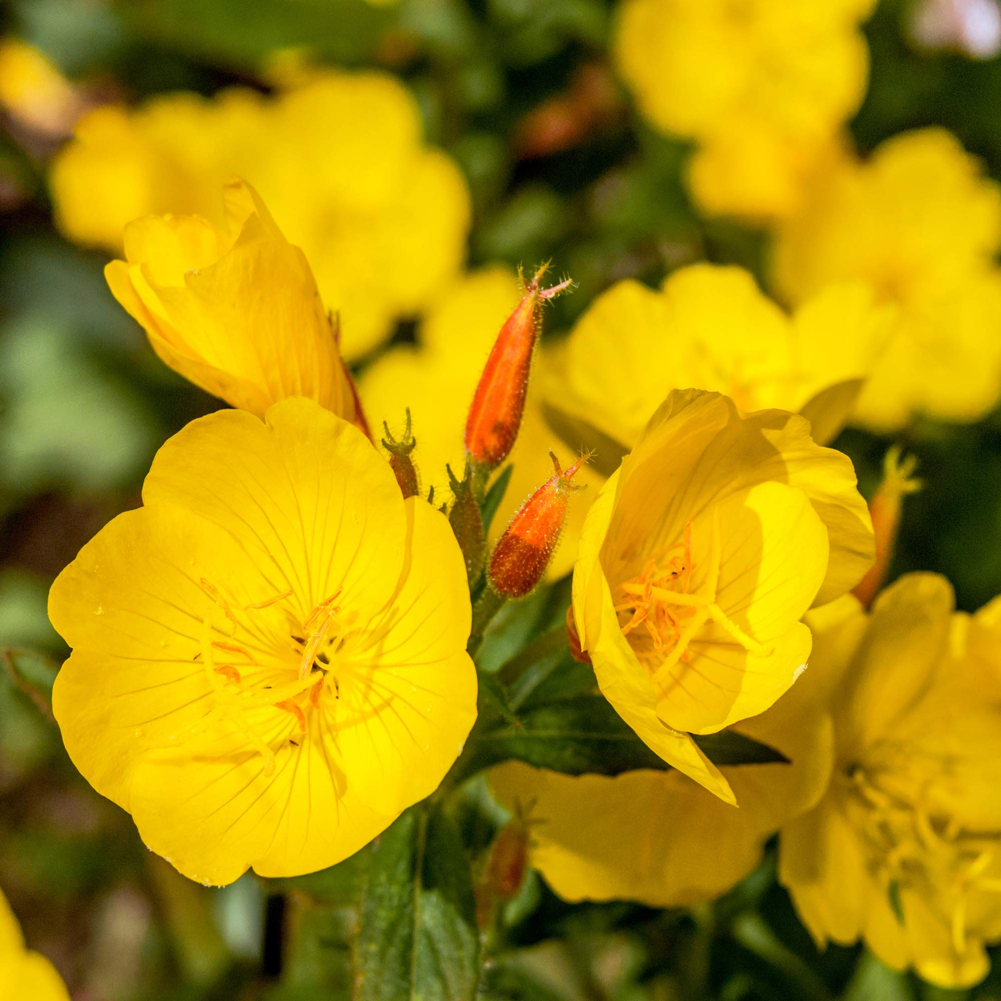 Pale Yellow Evening Primrose Re-Seeding Flower Seeds