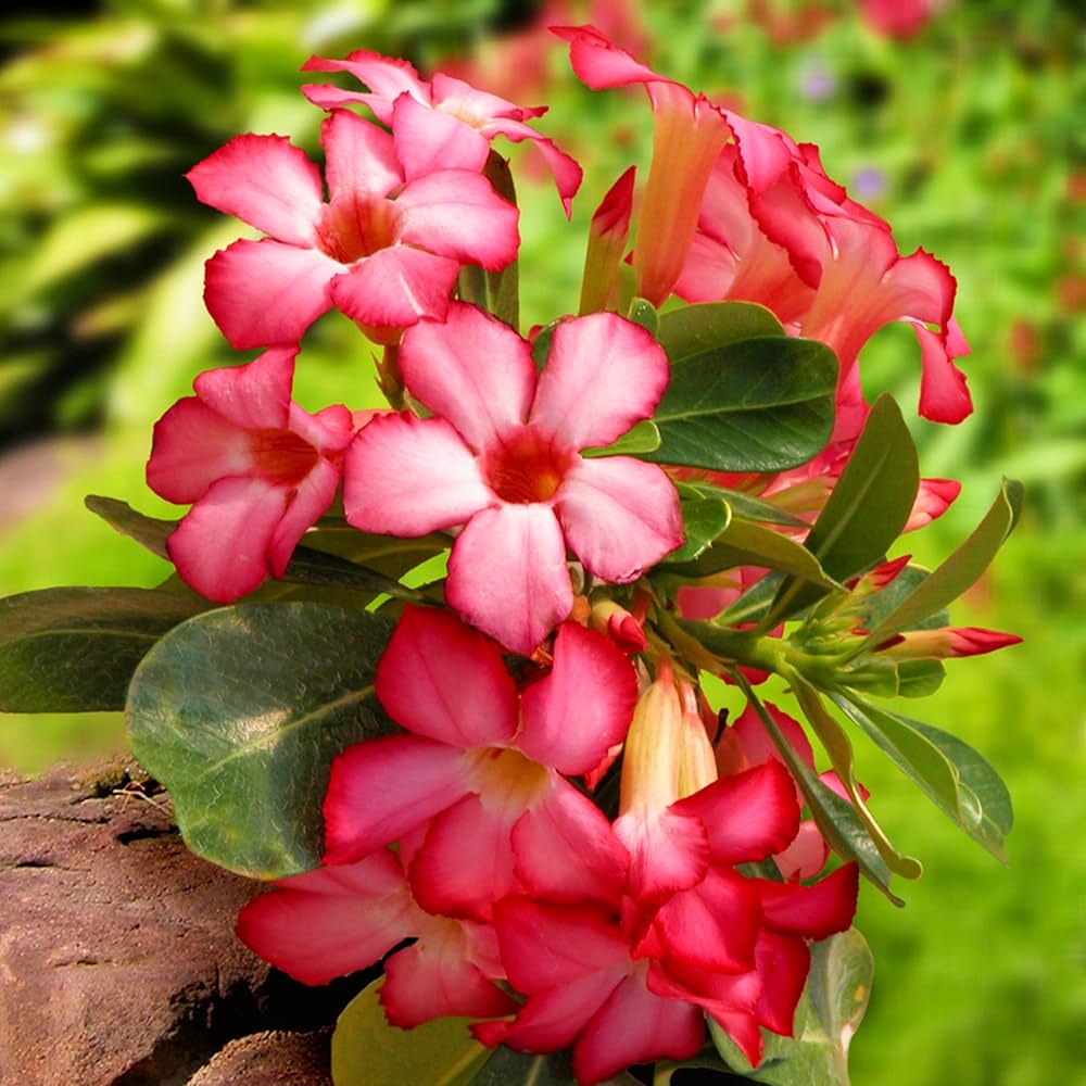 Adenium Flower seeds for Planting - Easy to Grow, Heirloom & GMO Free Seeds for Home Garden
 
 Sale for planting in home garden.