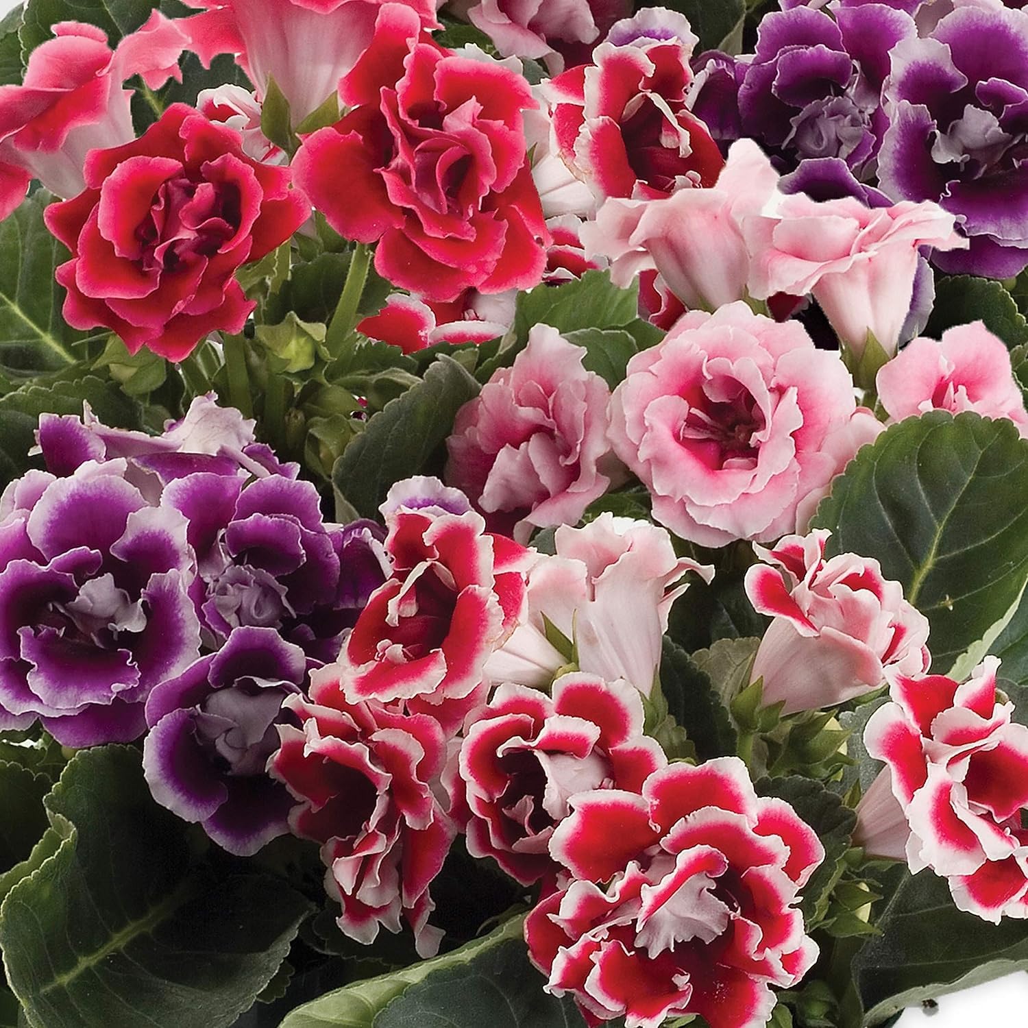 Blue And White Gloxinia Planting Seeds Flower