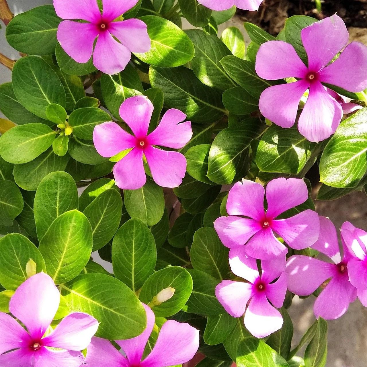 Vinca Nayantara for ornamental pots