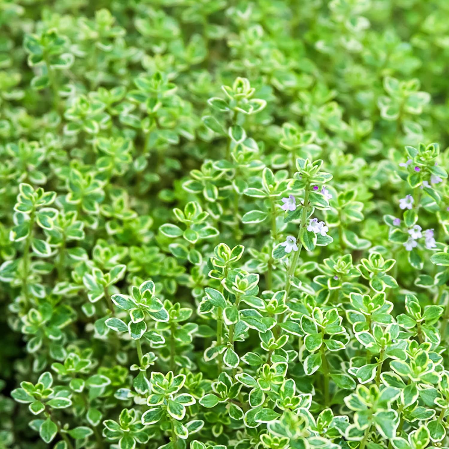 Lemon Thyme Seeds Thymus Citroidorus Fragrant Evergreen Deer & Rabbit Drought Tolerant Culinary